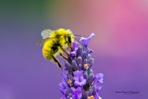 Honey Bee Lavendar Nectar934619260 300x200 - Honey Bee Lavendar Nectar - Nectar, Lavendar, Honey, Anna's